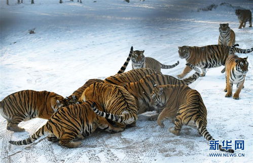 东北虎林园﹕老虎 换装 ﹑ 增膘 越冬 