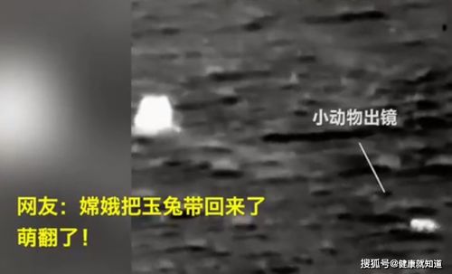 嫦五回家 那个抢镜的小动物是谁