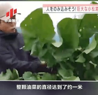 日本菜农收获巨型油菜 重达6.2公斤是普通油菜的200倍