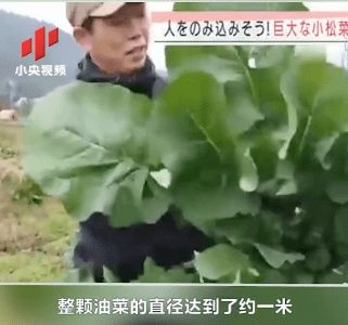 日本菜农收获巨型油菜 重达6.2公斤是普通油菜的200倍