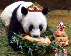 传奇大熊猫去世 曾获最长寿圈养大熊猫世界纪录