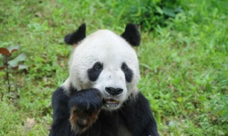 世界最长寿大熊猫盼盼去世,子孙超130只
