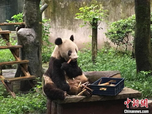 全球最长寿圈养大熊猫 新星 去世 8月刚满38岁 
