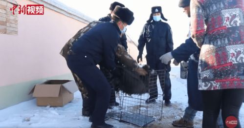 秃鹫难忍寒冷到牧民家求救,民警称降温导致它走投无路,网友 救救孩子吧