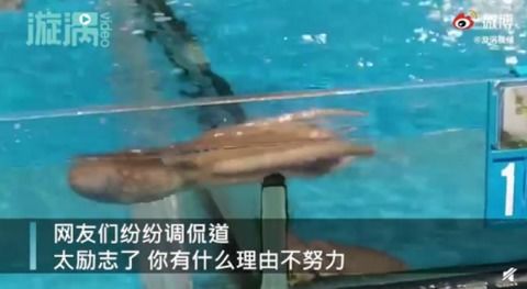 超市八爪鱼越狱成功身价翻倍,网友 一跃成 贵 族