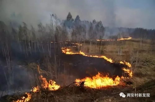 春季森林防火,防患于未 燃