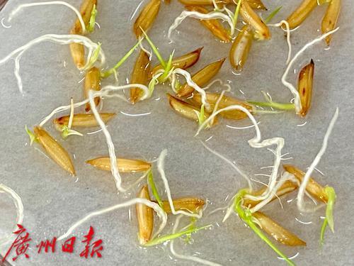 华南农业大学跟嫦五奔月的水稻种子发芽了 专家 无价之宝