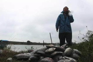 寒潮导致广西近3 万斤鱼被冻死 