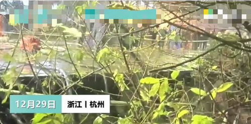 杭州西湖一人行道发生塌陷,疑是两人失联,已找到一位