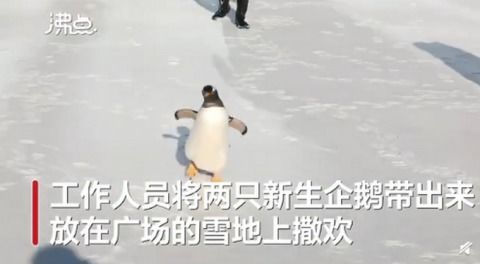 呆萌 人工孵化企鹅第1次看到雪,网友 像极了我第一次见雪的样子