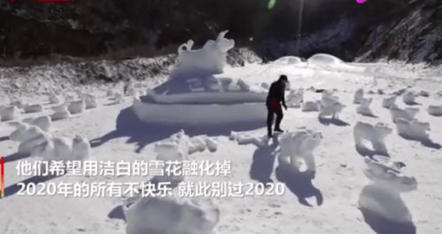 滑雪场员工堆100个雪牛拼 百牛送福 图迎新年,希望明年牛气冲天