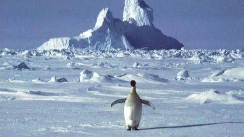 智利南极基地暴发疫情 36人新冠病毒检测呈阳性