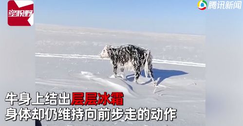 零下30度男子见雪地站着乳牛一动不动,上前一看惊呆了