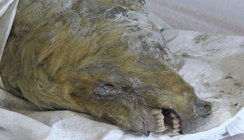 西伯利亚挖出4万年前巨型狼头,长达40厘米,是现代狼一倍