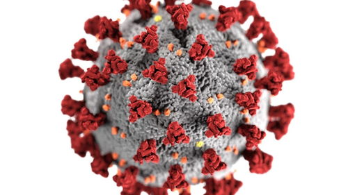 日本新型变异新冠病毒起源查明 源自巴西,传染性更强