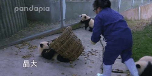 熊猫看到奶妈搞卫生,疯狂聚集过来,网友 场面一度非常混乱