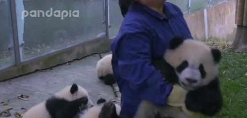 熊猫看到奶妈搞卫生,疯狂聚集过来,网友 场面一度非常混乱