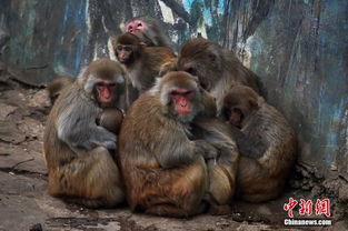 南京动物园内猴子为抵御寒潮 抱团取暖 图