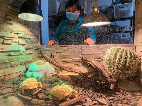 北京的天儿有多冷 动物园的小陆龟都穿毛衣了