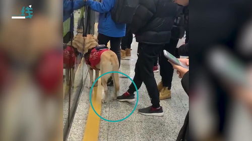 缺德 男子在地铁多次骚扰导盲犬 女孩制止被骂了一路