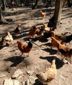 农村大叔家的养鸡场来了不速之客,反被 战斗鸡 撵的逃无可逃 