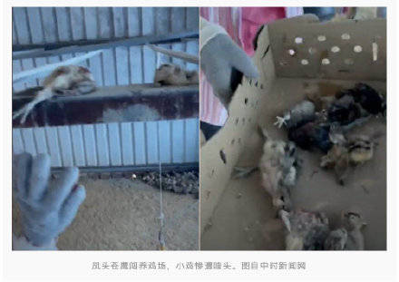 台湾一养鸡场遭殃,老鹰闯入生吞8颗鸡头,吓死近千只小鸡