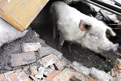 汶川地震时的 猪坚强 已不能自主站立 希望它能熬过这个冬天