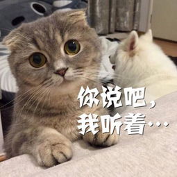 解密 为什么十二生肖没有猫 