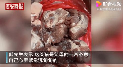 山东男子回家探亲离别时爸妈送重礼,打开轿车后备箱发现一头活猪