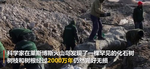 希腊发现2000万年前化石树 树枝和树根仍然保存完好