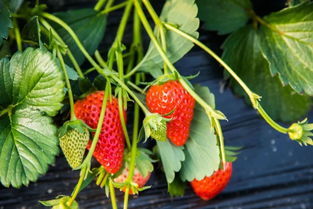 摘草莓啦 内江草莓采摘攻略来袭,收藏春日里的那一抹草莓味儿甜蜜