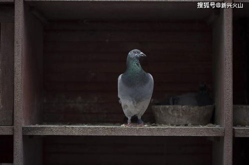 美赛鸽横跨太平洋抵澳,却因防疫规定将被杀,网友 应隔离救治