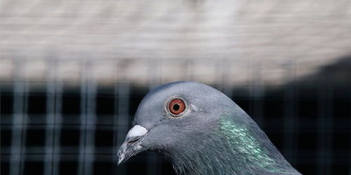 美国赛鸽横跨太平洋抵达澳大利亚 因不符防疫规定将被杀