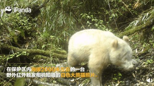 超罕见 全球唯一白色大熊猫长大变金白色,网友 想看没黑眼圈的小眼睛