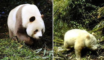 白色大熊猫被拍到什么情况 为什么变白色大熊猫真相详情 