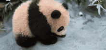 什么 咱家大熊猫在国外被人欺负了