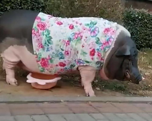 迷你宠物猪 不迷你,4年长到350斤,卖家曾表示只能长到三五十斤