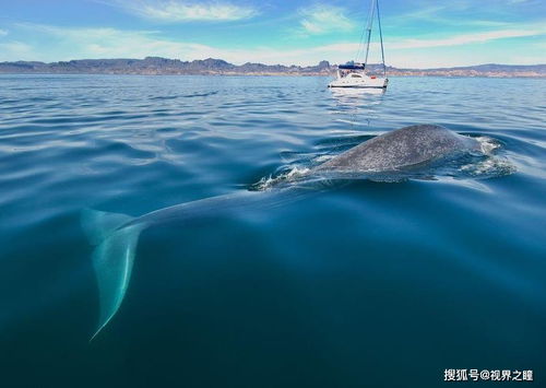 海洋动物蓝鲸一口下去能吃多少鱼 网友 蓝鲸一口够我吃一年