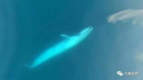 新西兰一蓝鲸在海面捕食,巨口一张,约200万只磷虾成为食物