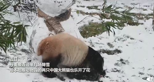 这也太可爱的了吧,中国大熊猫在北欧玩雪