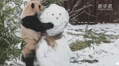 中国大熊猫在北欧玩雪,网友 差点以为是熊猫堆得雪人,太可爱了