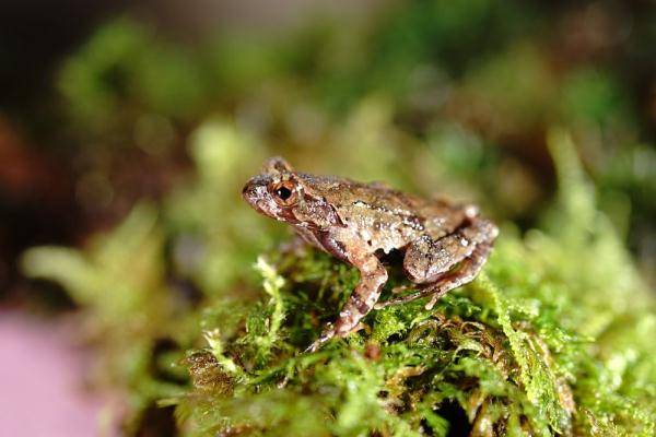 浙江发布小程序鼓励公众参与生物多样性保护