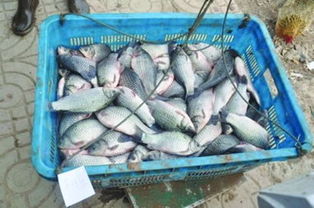 三个偷鱼贼捞走人家两万斤 鱼塘主年底起鱼接连收空网 