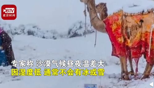 骆驼在撒哈拉沙漠雪中漫步