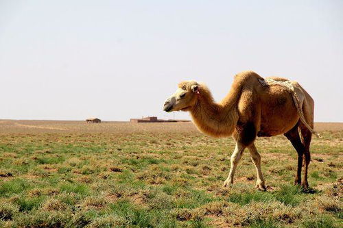 为什么骆驼能在沙漠里行走 