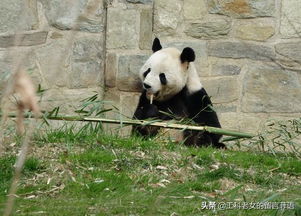 爱上博物馆之看望旅居美国华盛顿动物园的熊猫夫妻