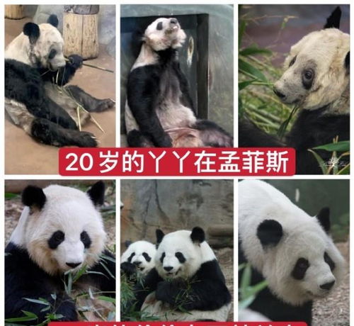 网曝旅美大熊猫在当地被虐待 已经饿成皮包骨,惨不忍睹 
