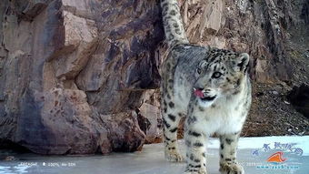 雪山之王 等多种珍稀野生动物在祁连山保护区内频频 出镜 附视频