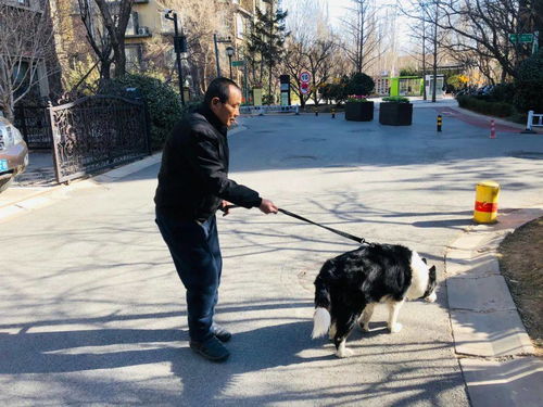 定了 遛狗拴绳入法 记者实探通州多小区居民遛狗现状 文明养犬,您怎么看