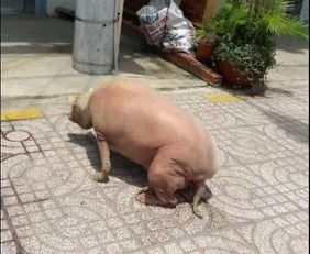 网友赶上班时, 发现楼下多了一只猪,走近一看竟然.... 